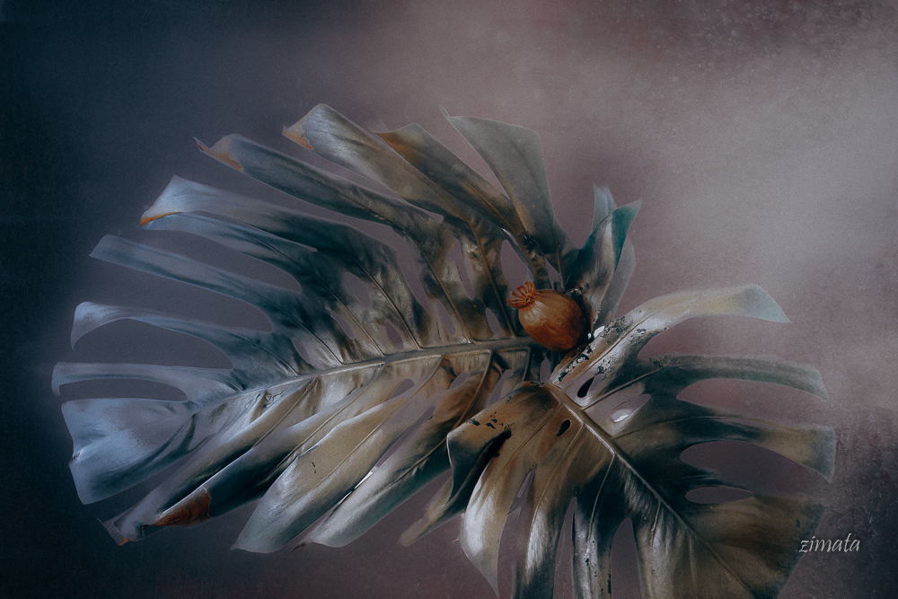 натюрморт с листьями монстеры