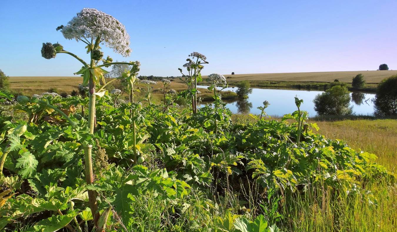 Борщевик на берегу озера