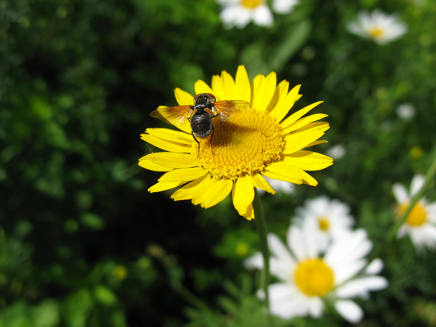 Цветок и муха