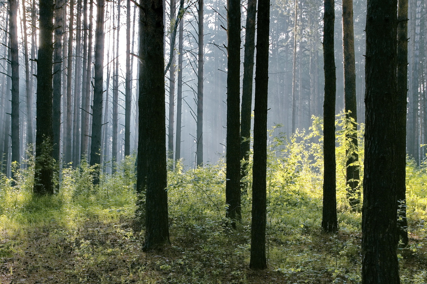 Утро в лесу