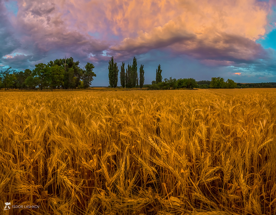 Поле ячменя после летней грозы
