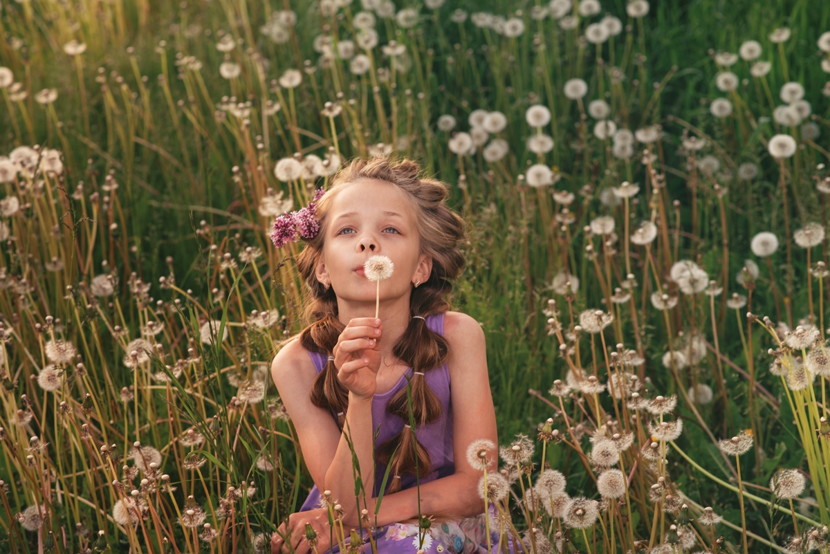 Одуванчики