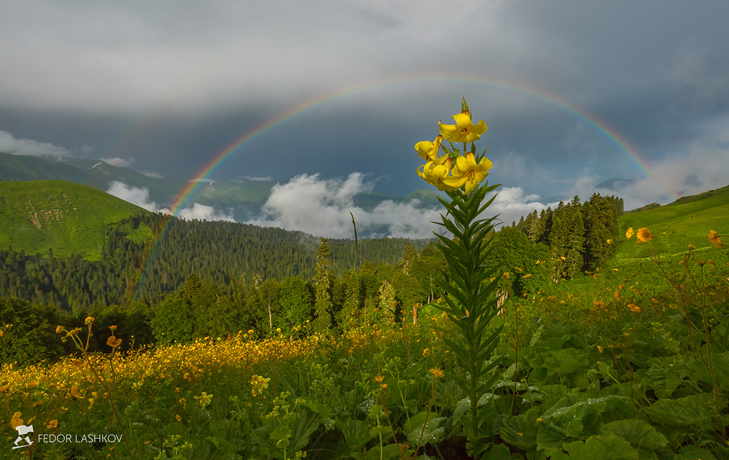 Радуга и лилия