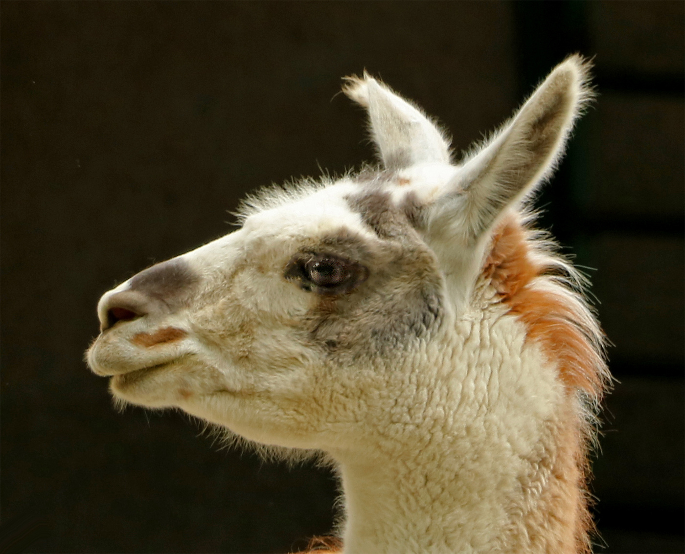 Портрет ламочки