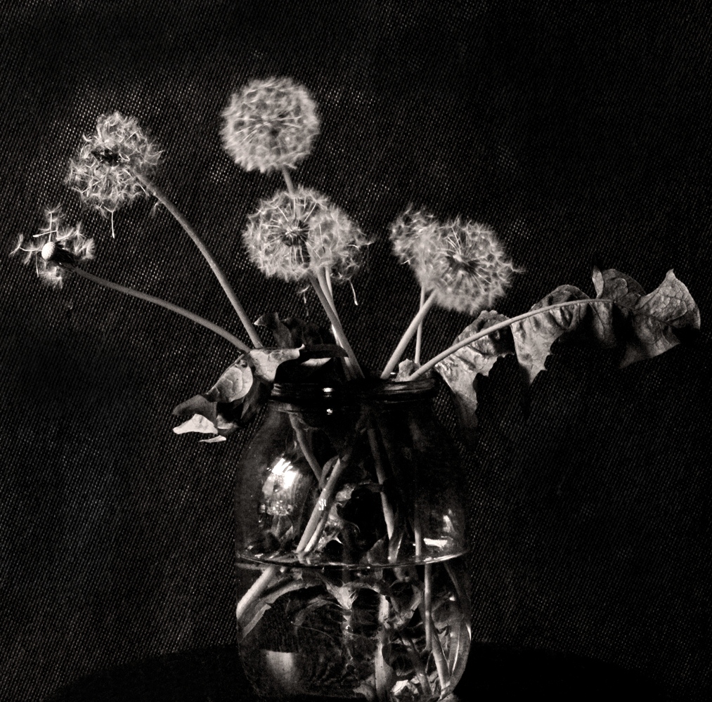 Одуванчики