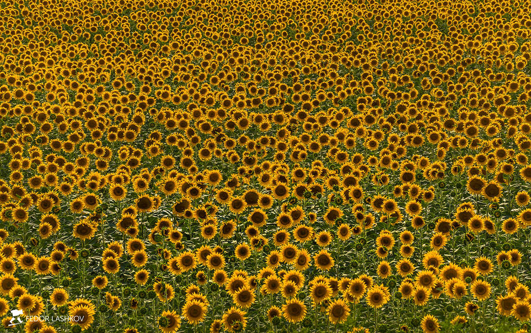 Целое море подсолнухов!