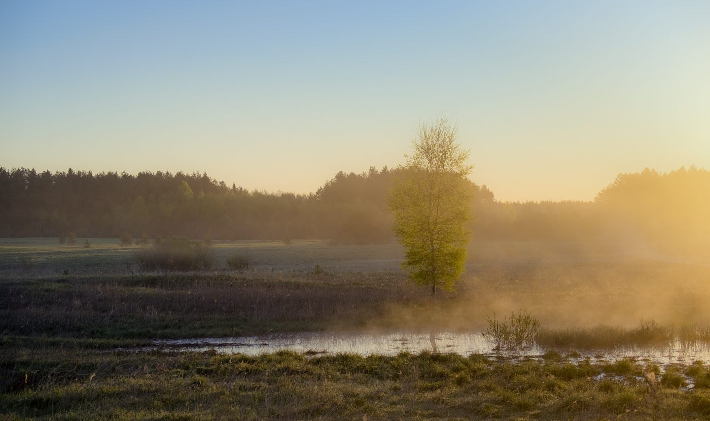 Туманная зарисовка утра