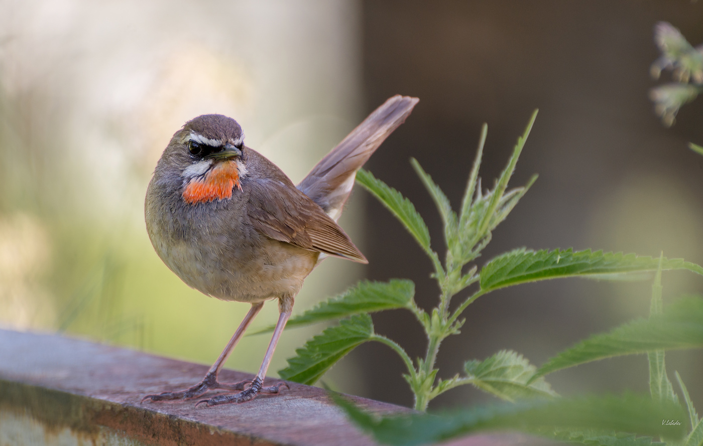 горихвостка