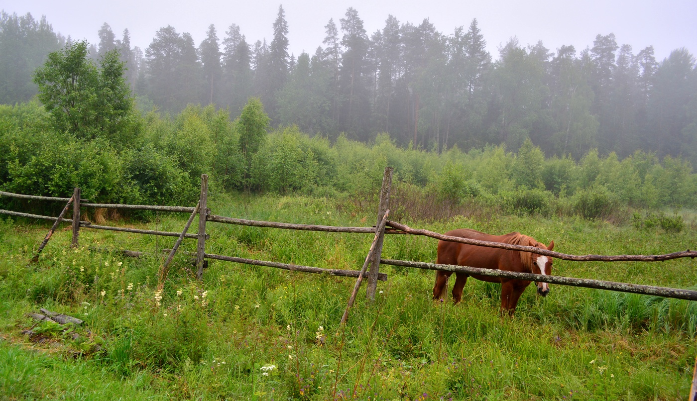 Волюшка-воля