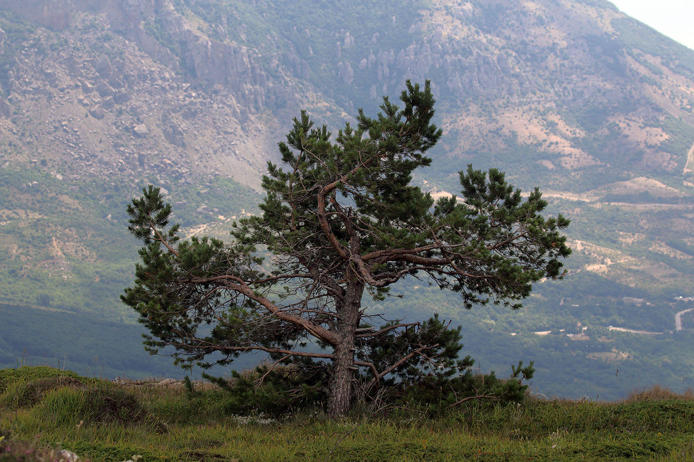 Крымская сосна