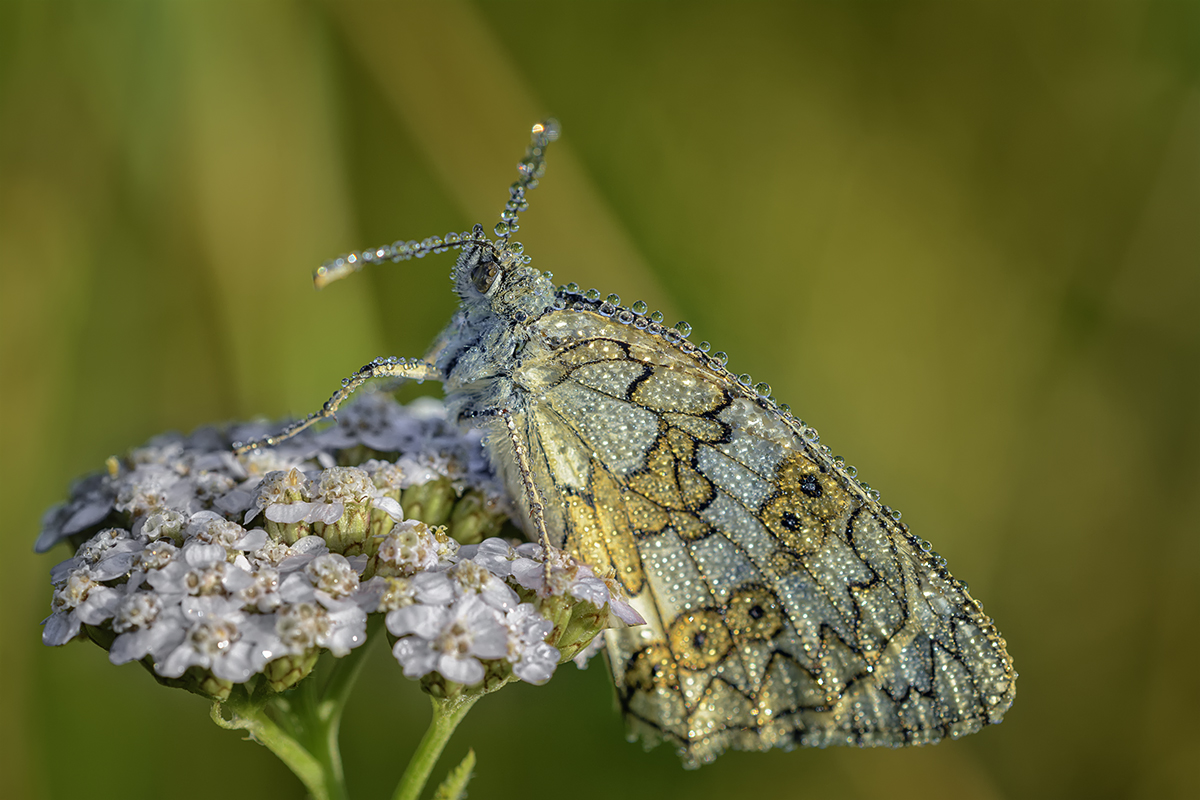 Утренний душ.