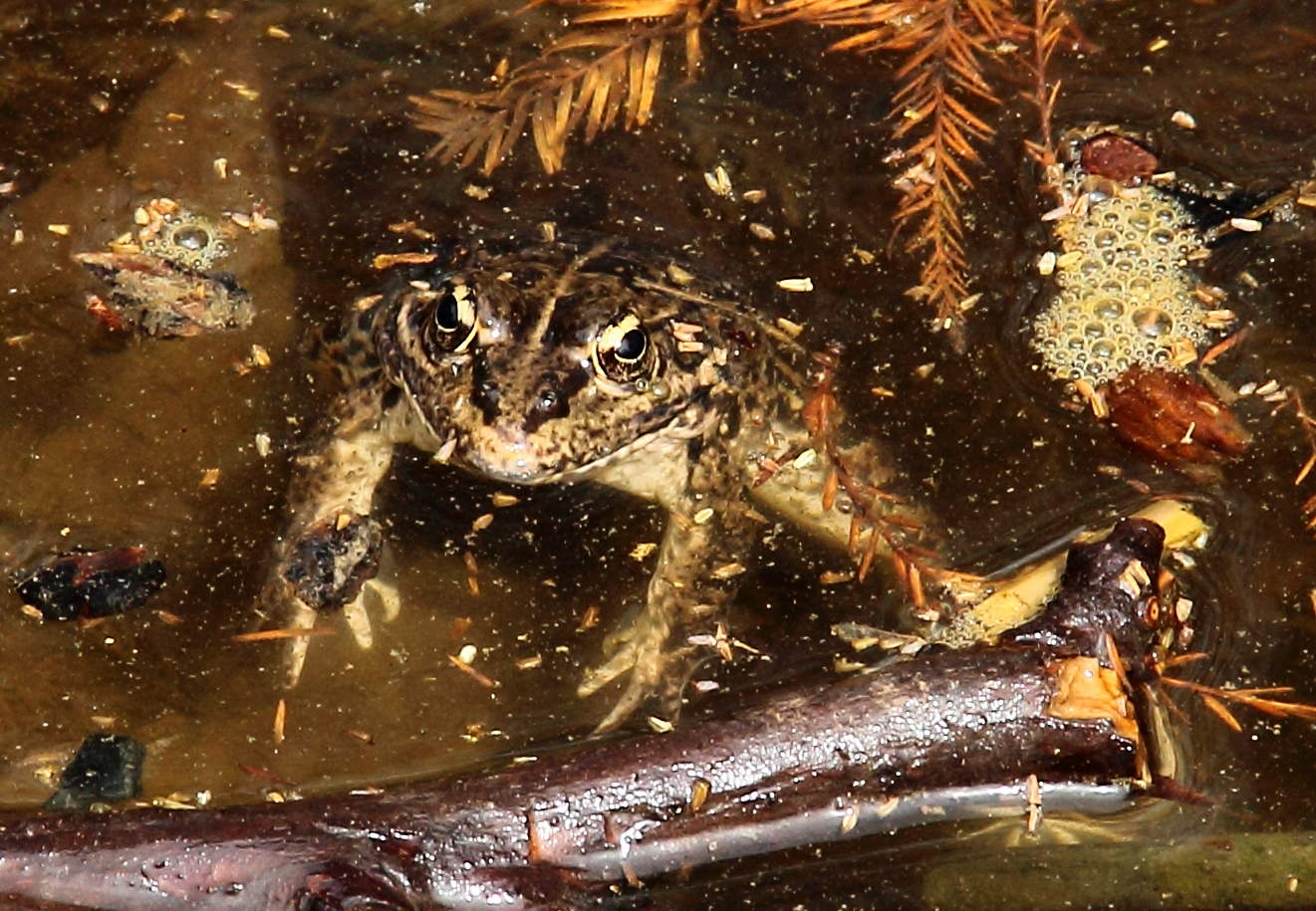 Лягуха болотная