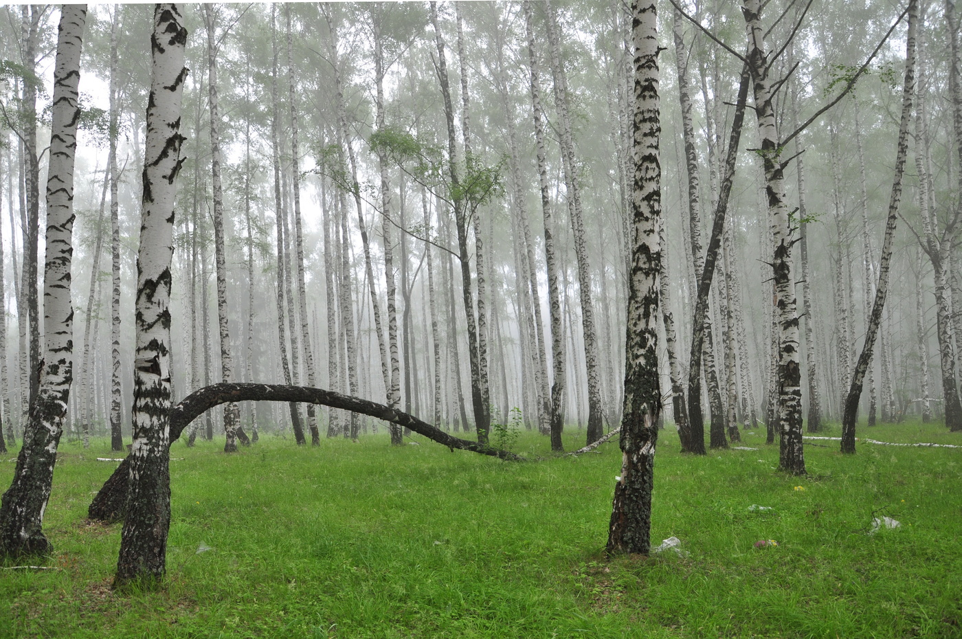 Уголок туманного леса.