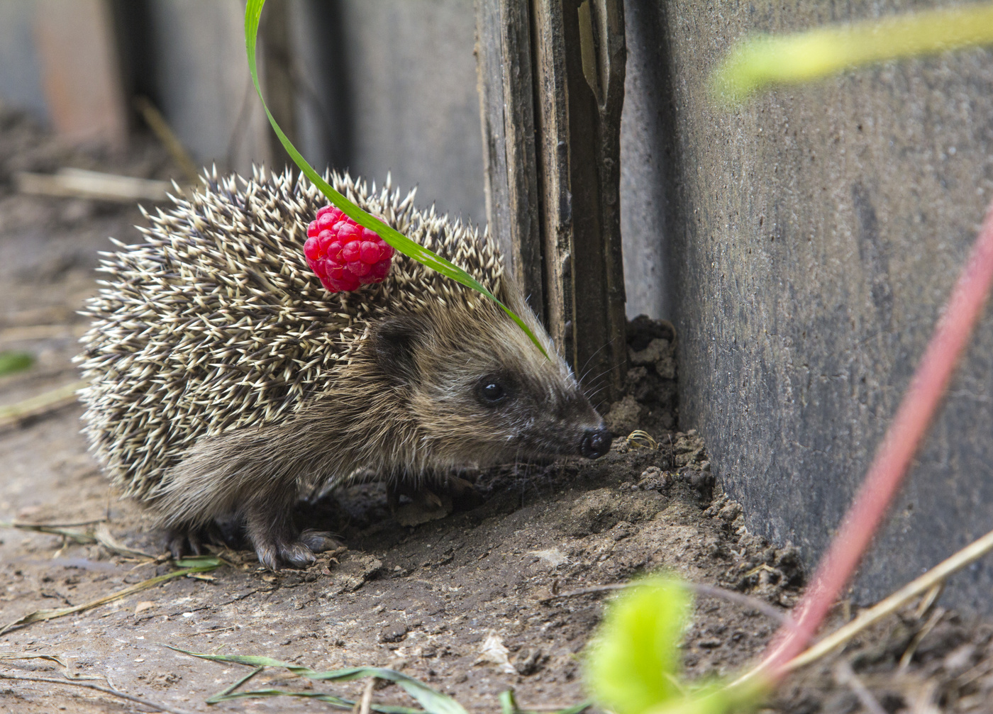 Юный исследователь