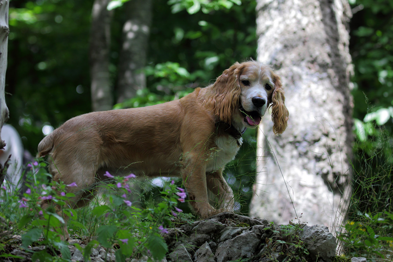 Хозяин дикого леса