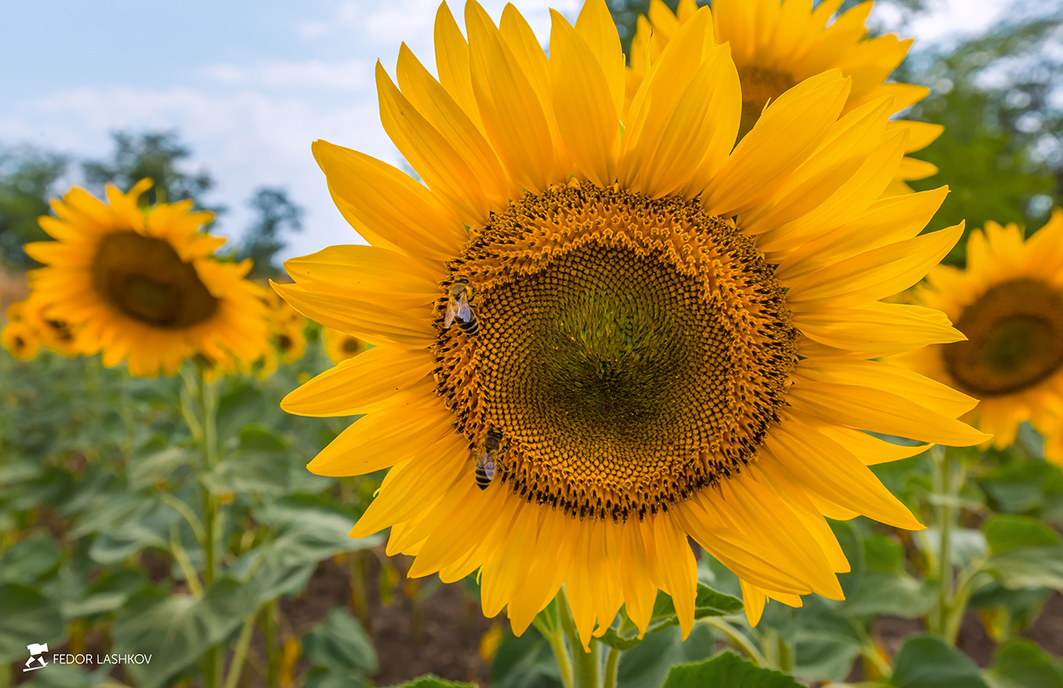 Цветёт подсолнух