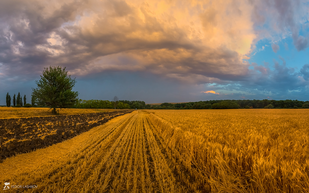 Летние сумерки над полем