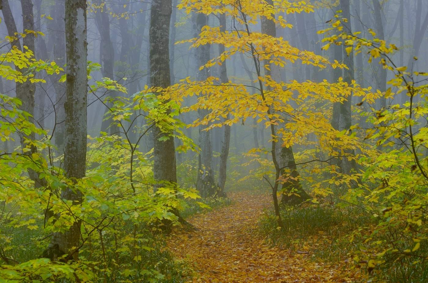 Осенний лес