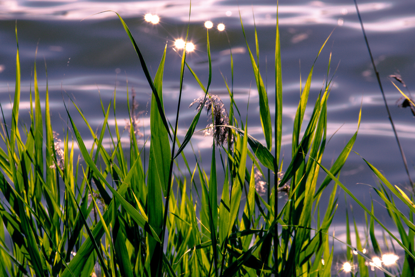 Лучи солнца на воде