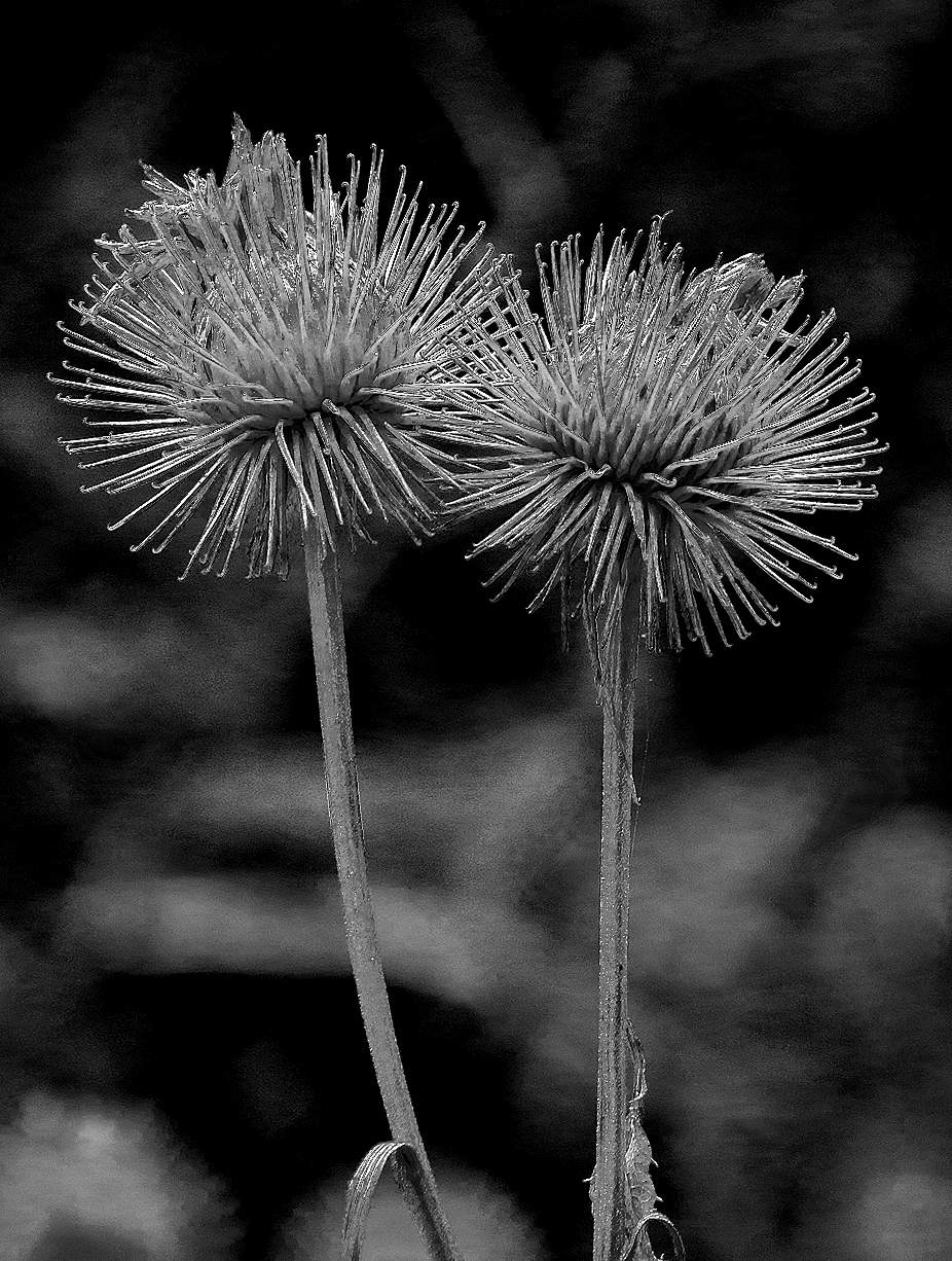 Колючая парочка