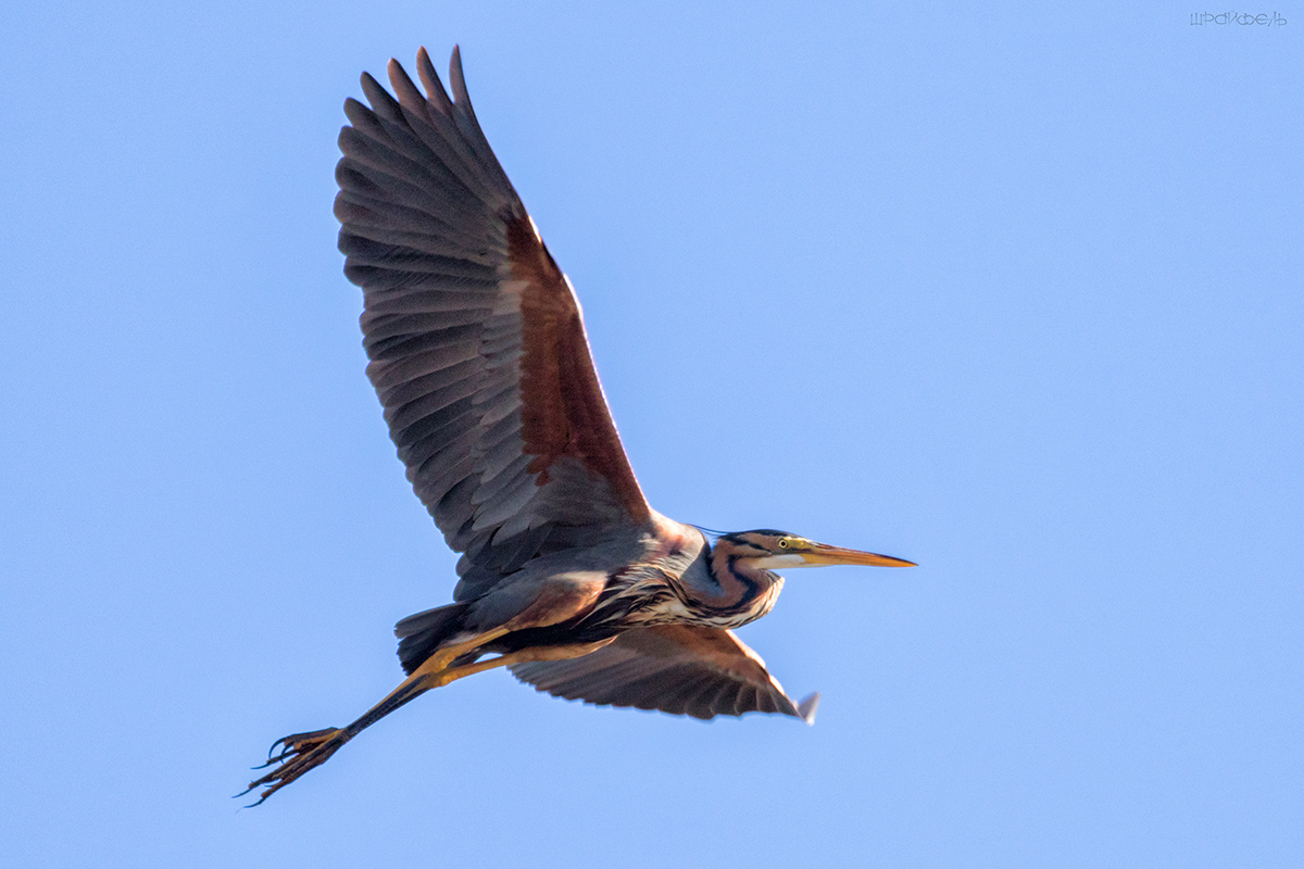 Рыжая цапля