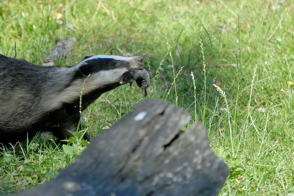 жил-был крот...