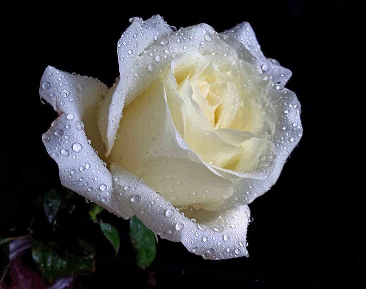 Жемчужная роза