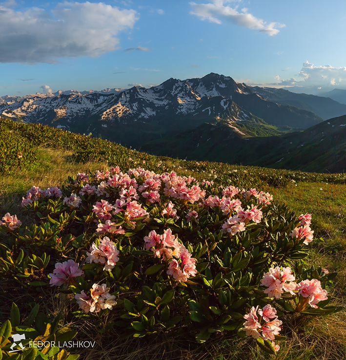 Рододендрон Сохадзе