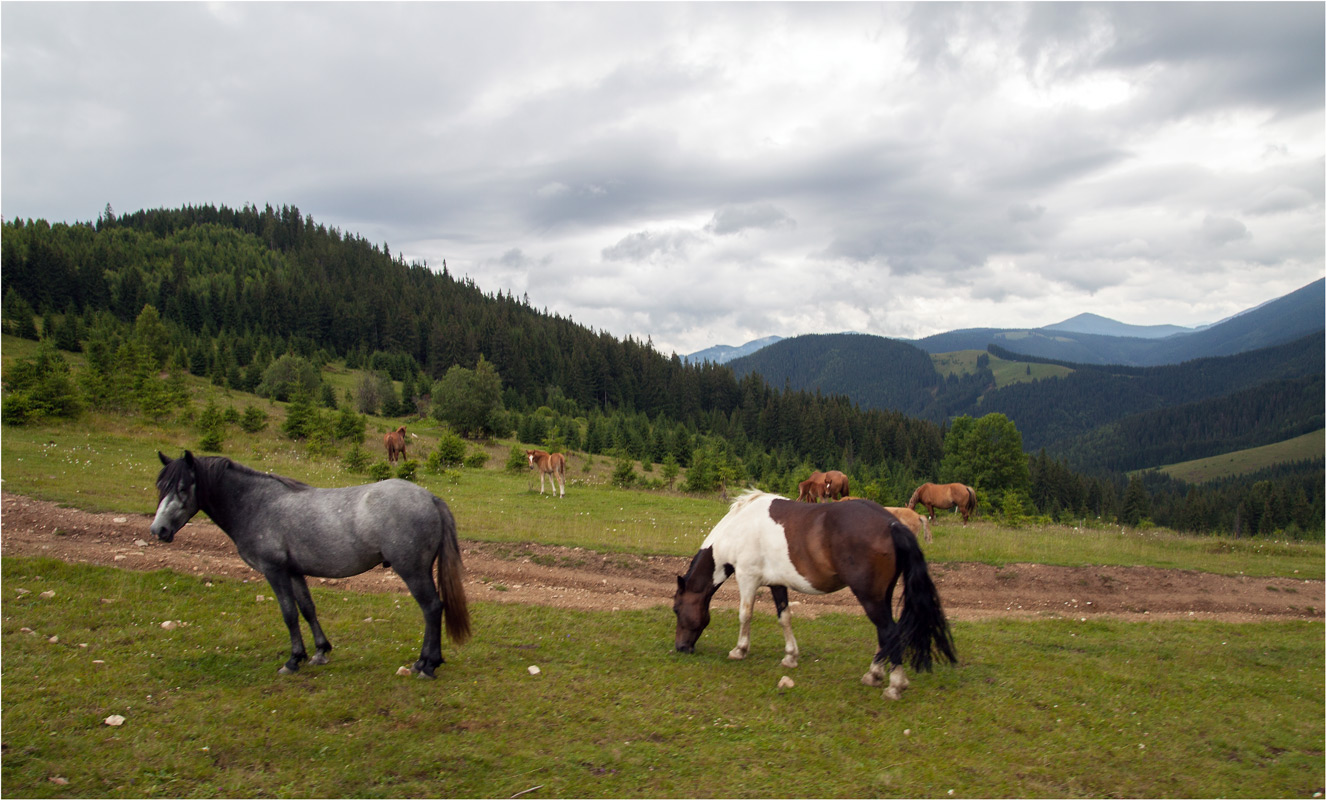 Карпатские скакуны