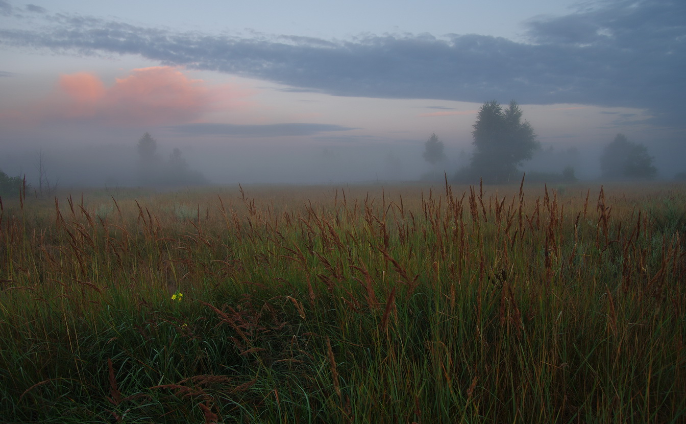По рассветным лугам