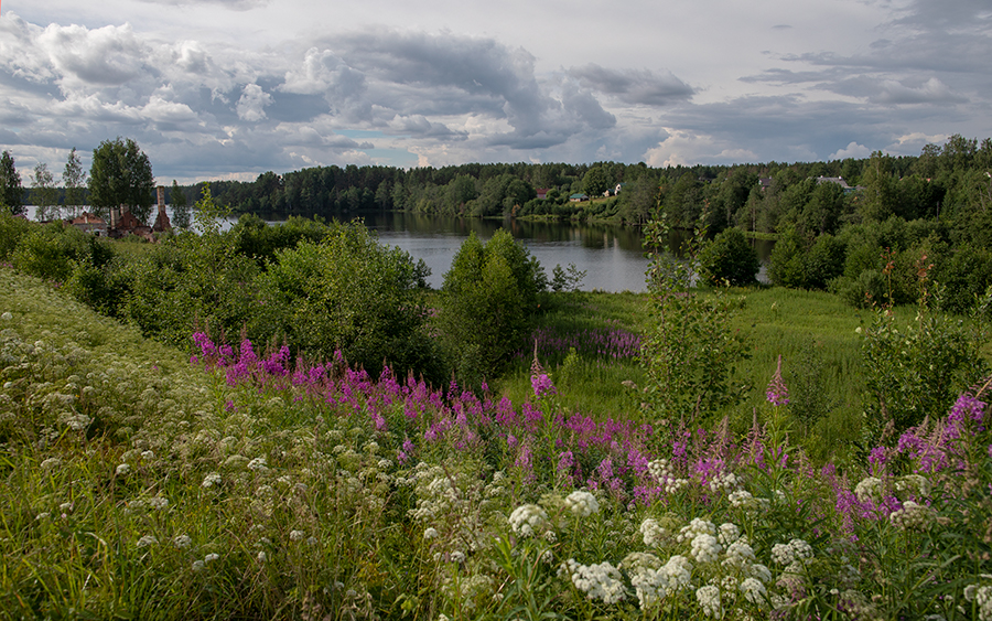 Июльское разнотравье
