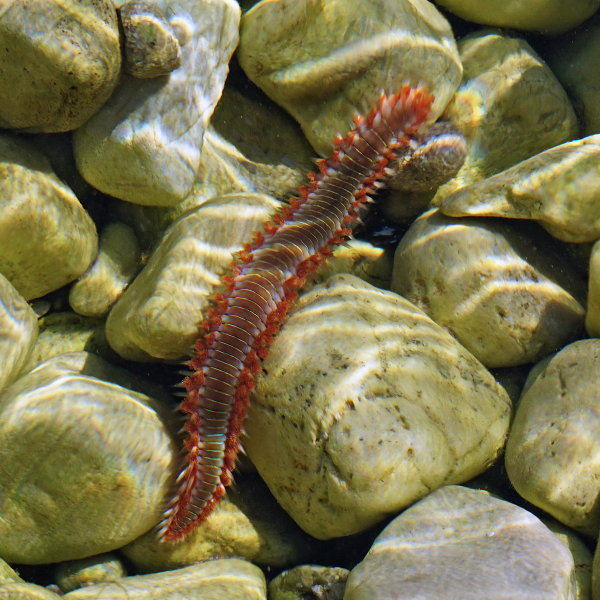 Морское насекомое