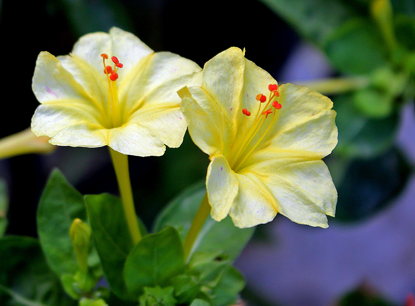 Парочка ночных красавиц