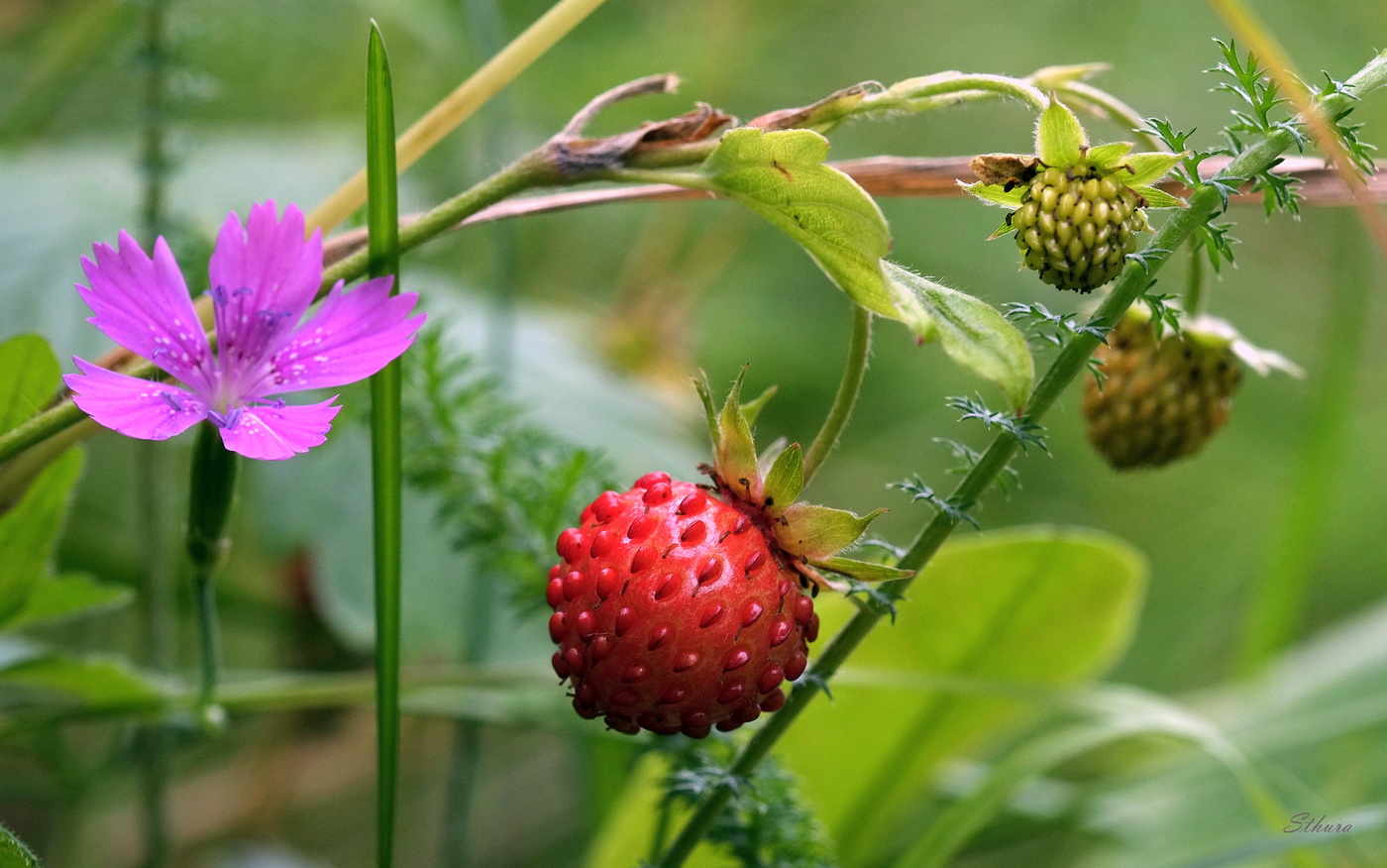 Лесная земляника.