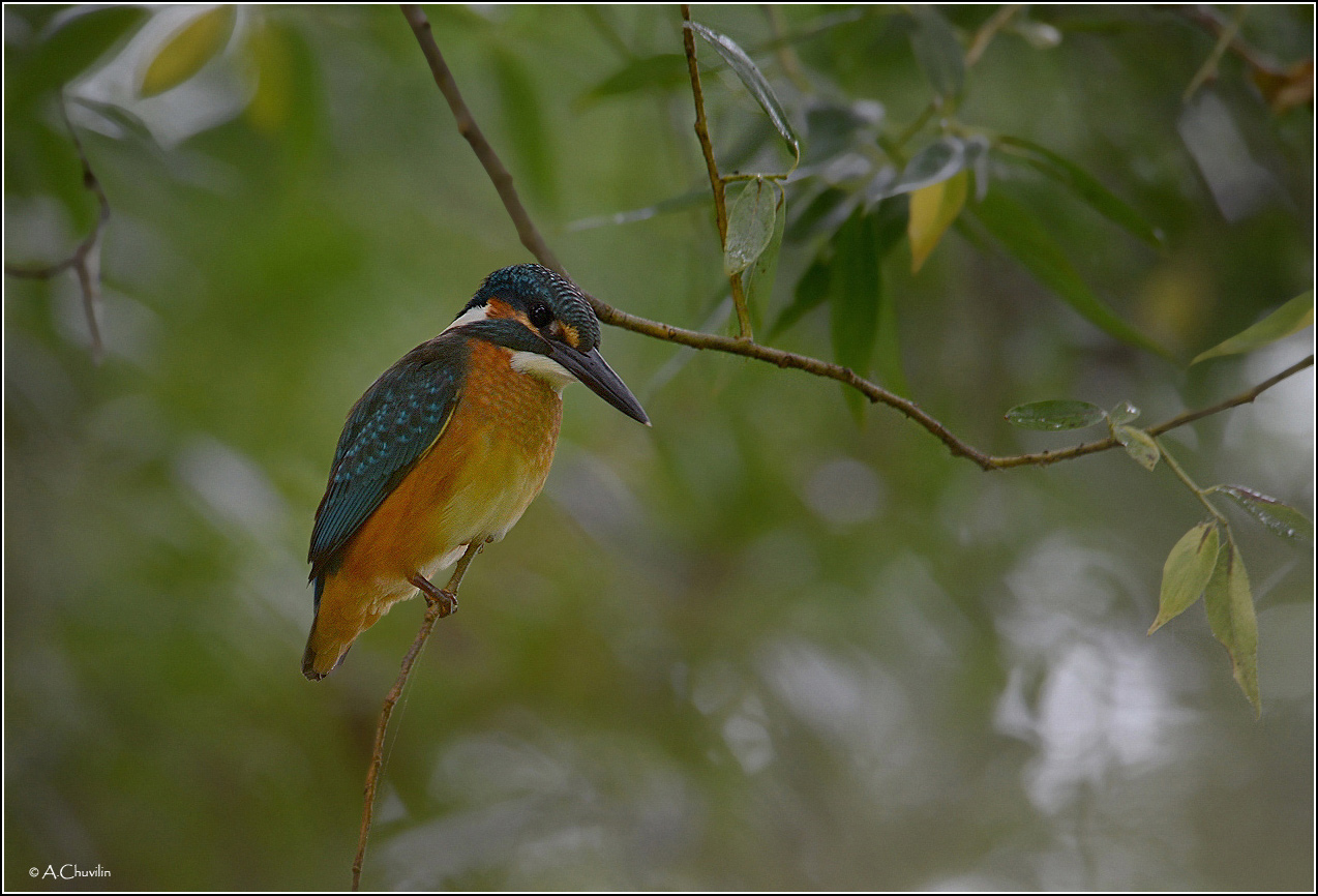 Под пологом прибрежного леса