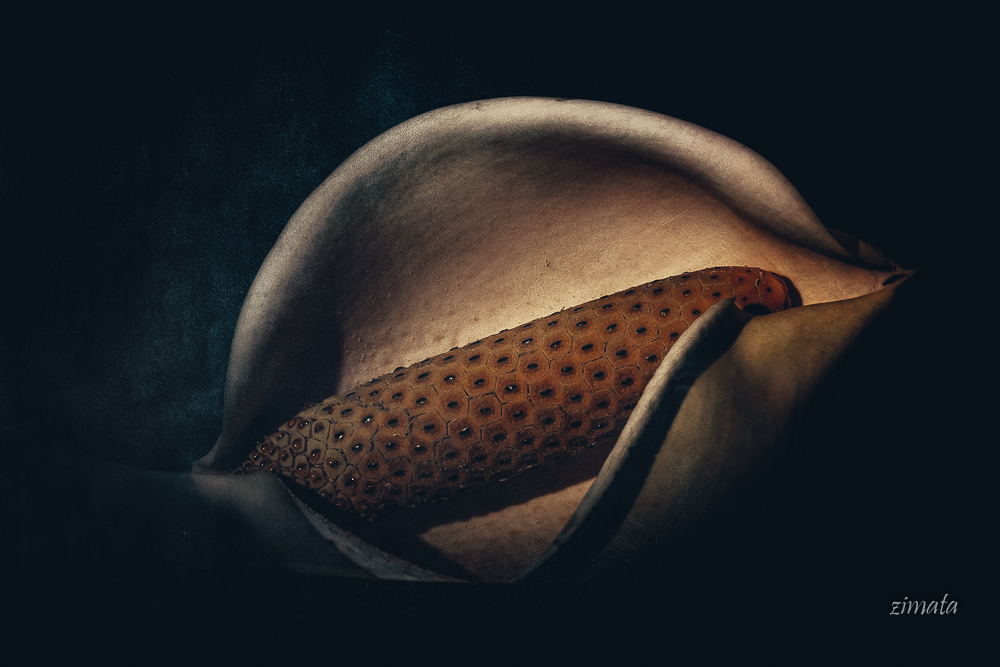 цветок монстеры