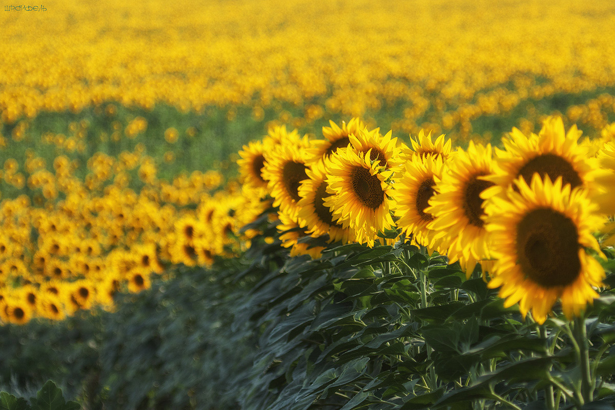 Летнего света волна