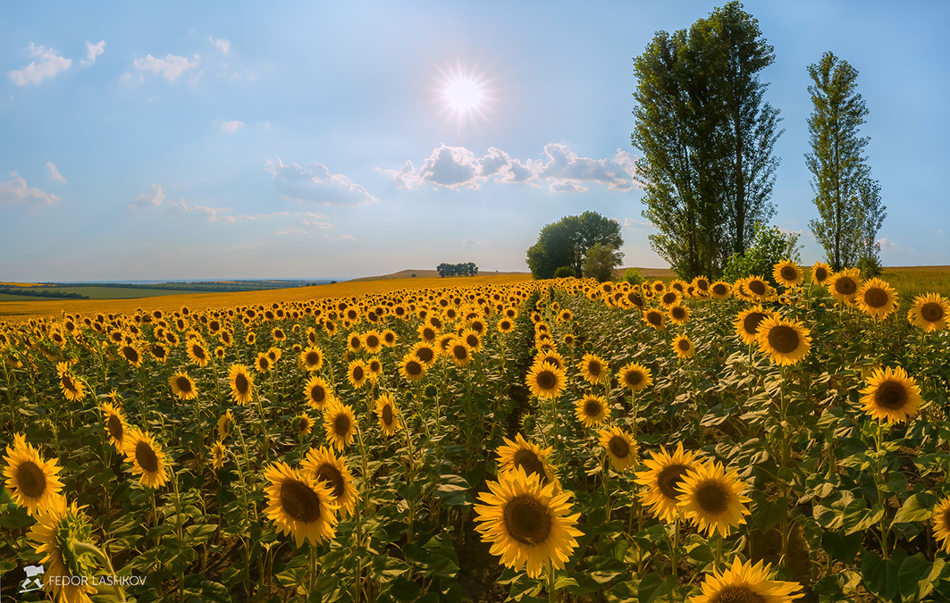 В полёте над подсолнечным полем