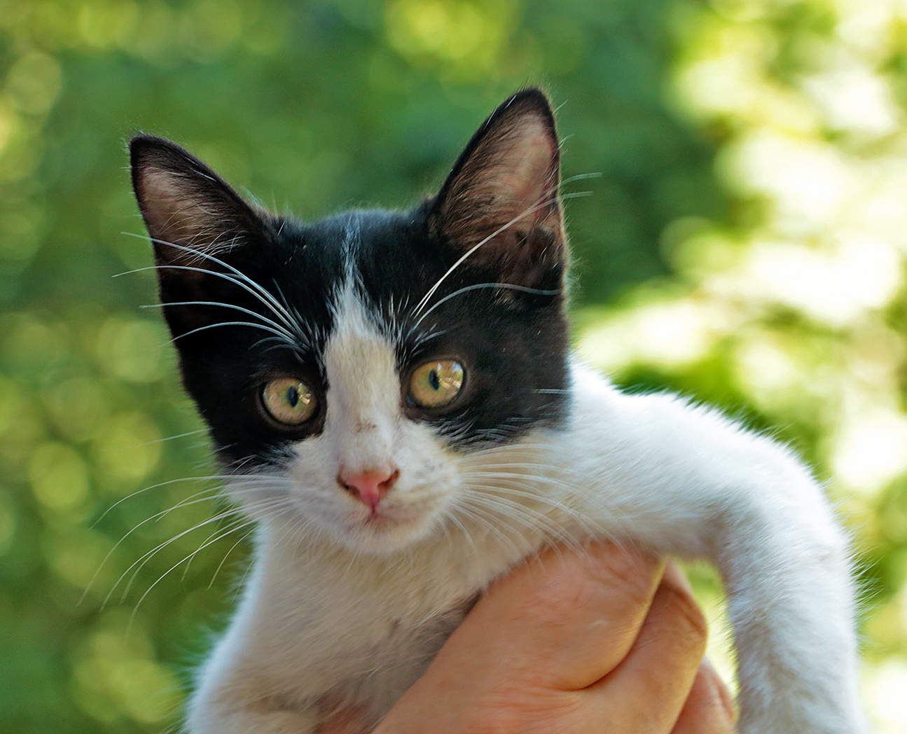 В руки взял - гони колбаску!