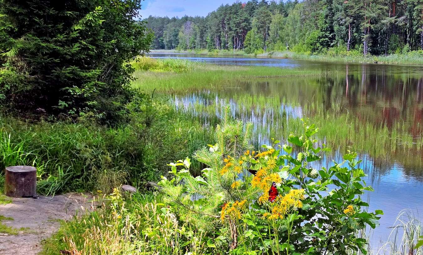 Отличный летний день
