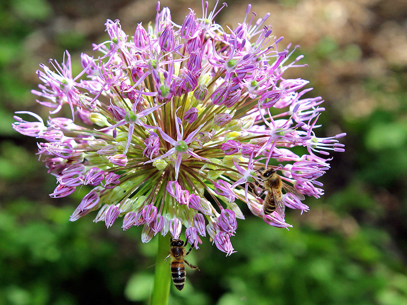 Семейный подряд