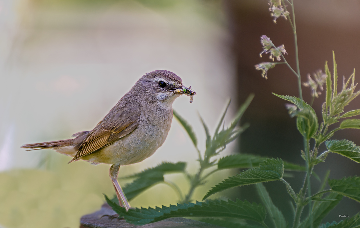 малыш ждёт...