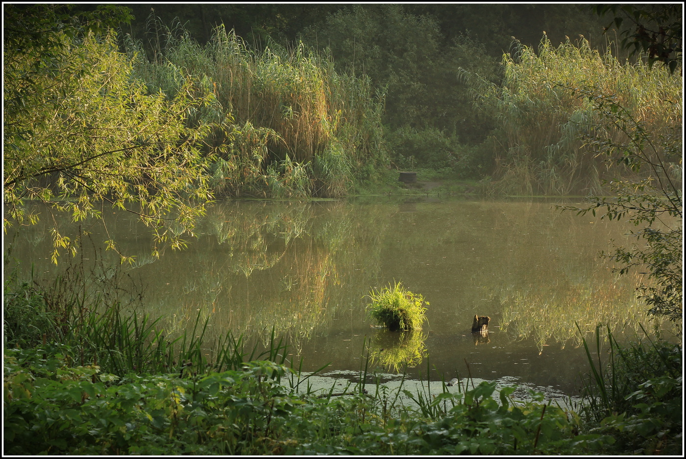 жил был лохматый пень