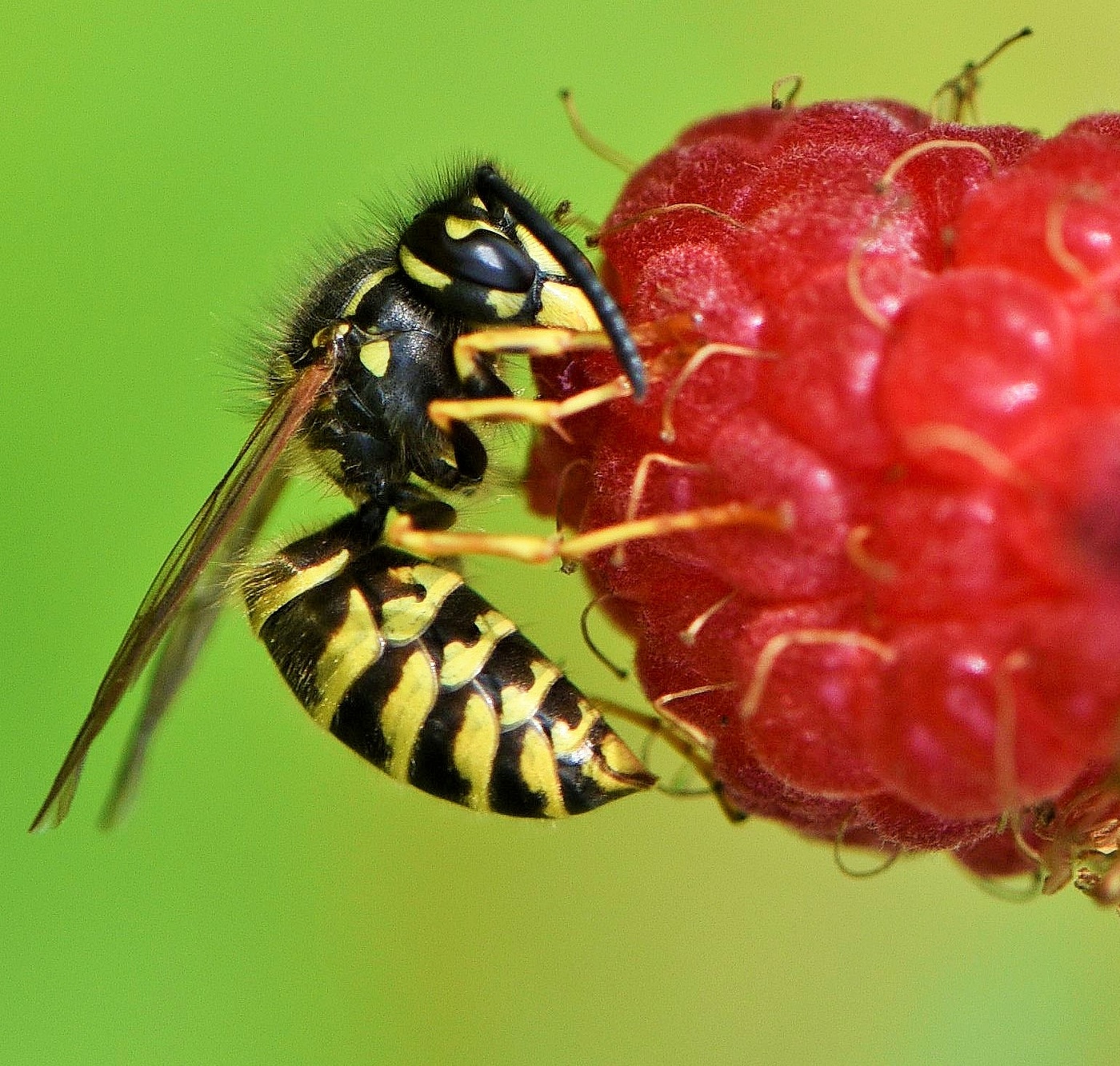 Время лакомиться малиной ...