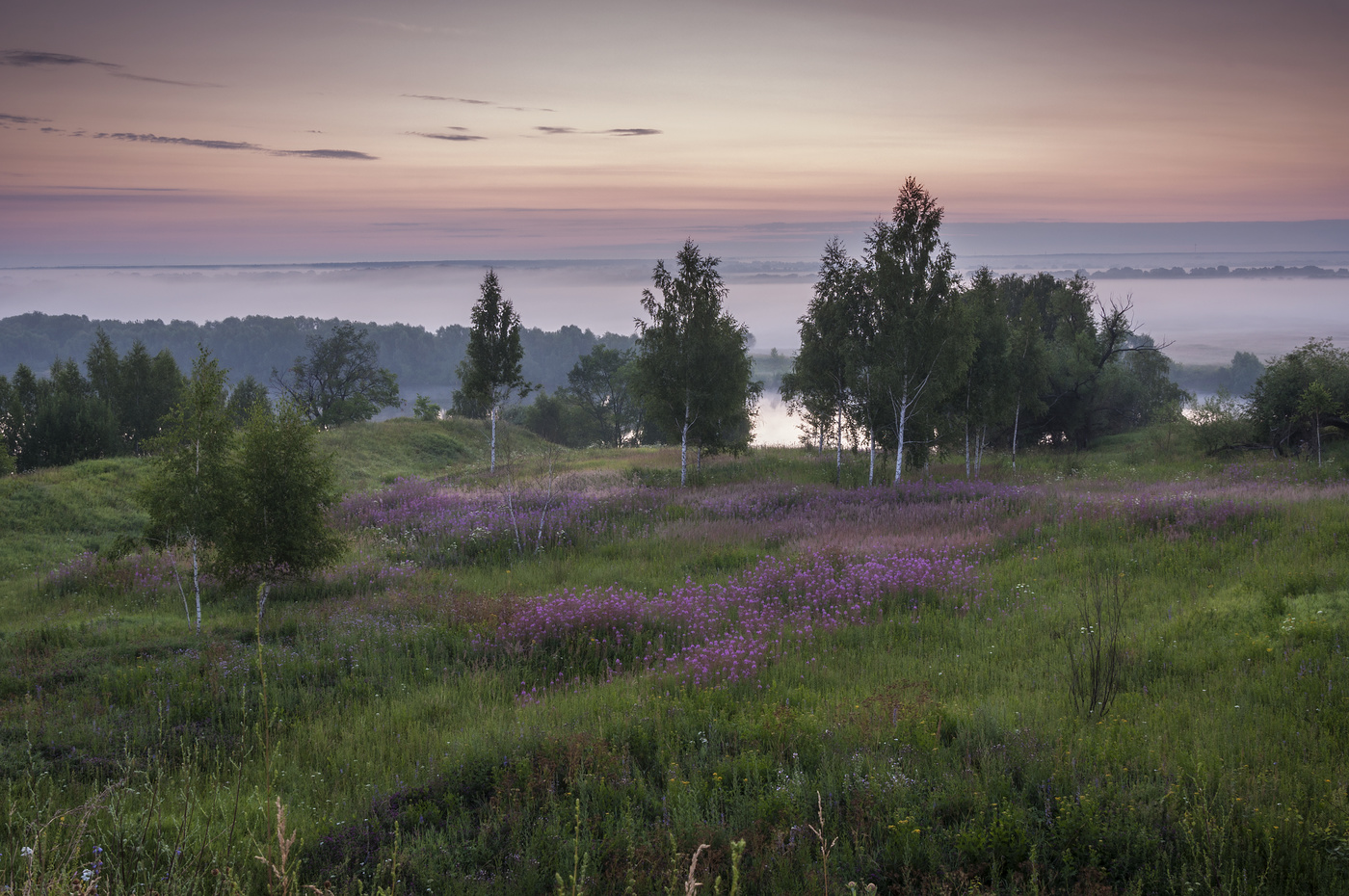 В тумане спрятались березки
