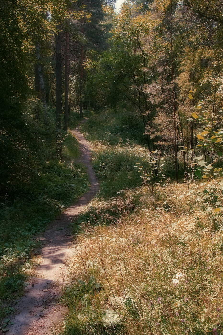 Лесная тропинка