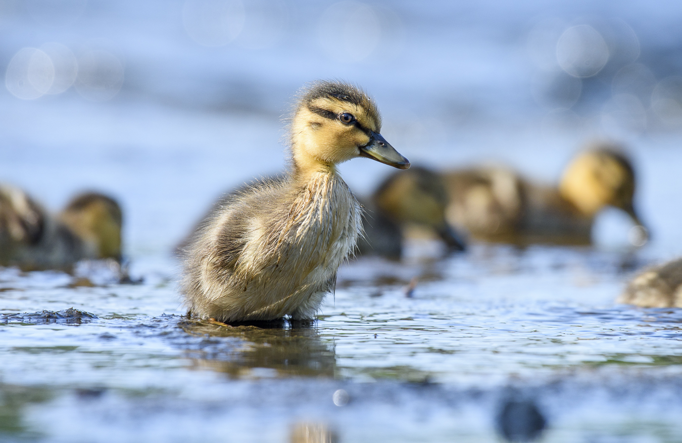 Little Duckling