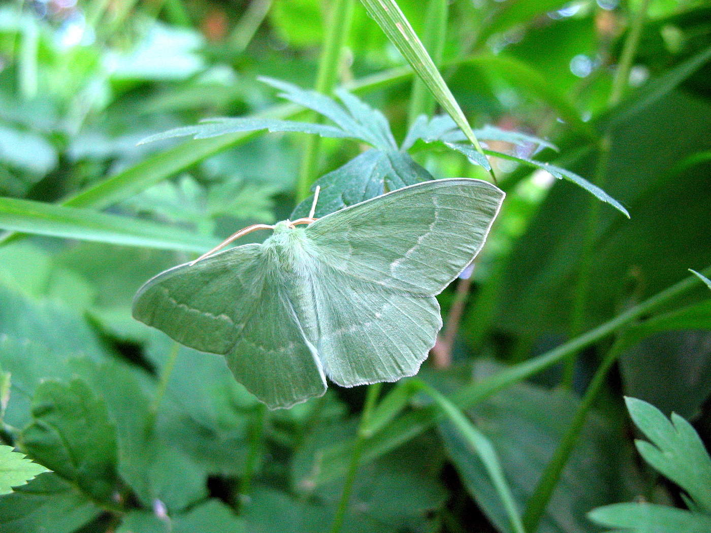 Зеленая пятница