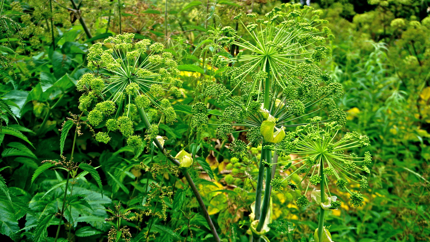 Зелёная пятница