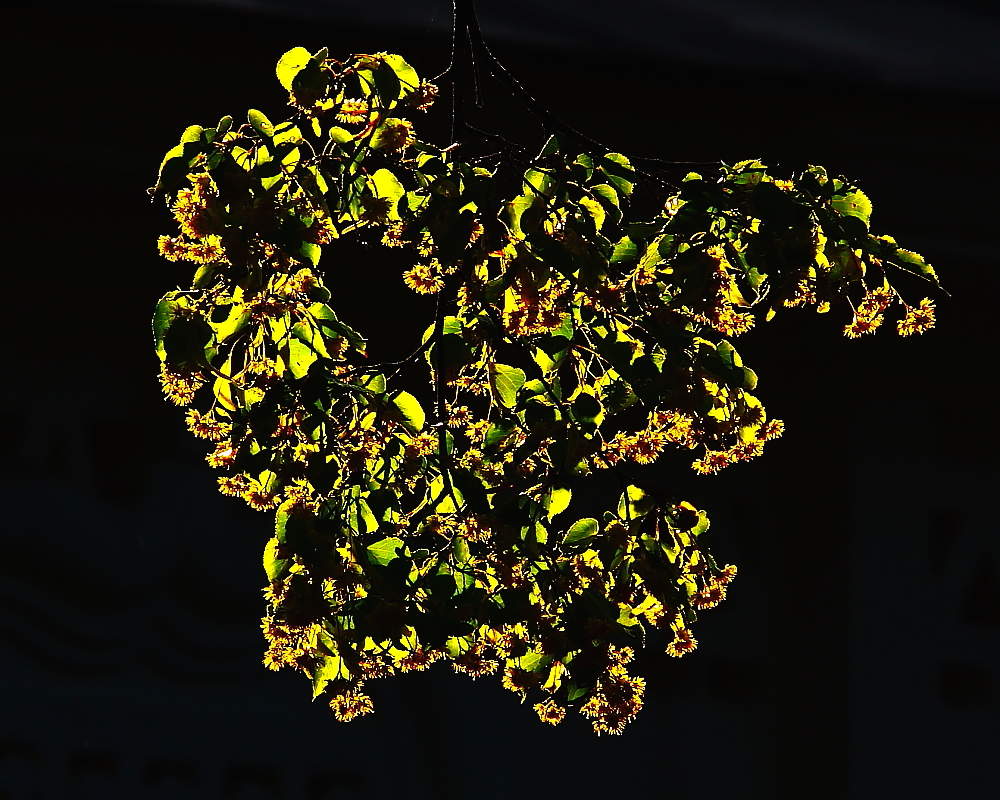 Зеленая пятница